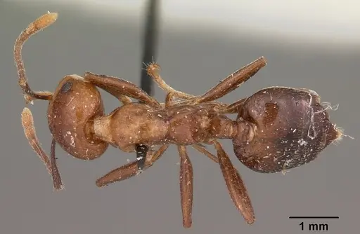 Crematogaster marthae specimen CASENT0102939 image casent0102939_1