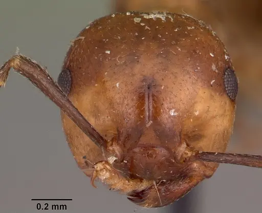 Crematogaster marthae specimen CASENT0102939 image casent0102939_2