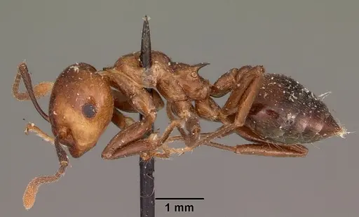 Crematogaster marthae specimen CASENT0102939 image casent0102939_3