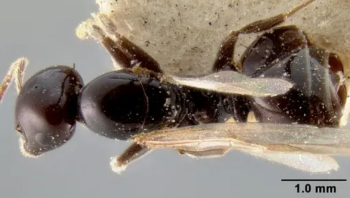 Crematogaster marthae specimen CASENT0171185 image casent0171185_1