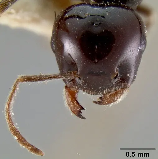 Crematogaster marthae specimen CASENT0171185 image casent0171185_2