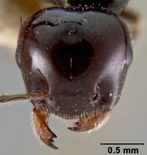 Crematogaster marthae specimen CASENT0171185 image casent0171185_3