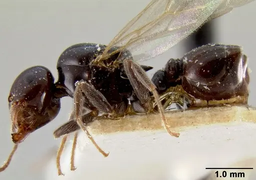 Crematogaster marthae specimen CASENT0171185 image casent0171185_4