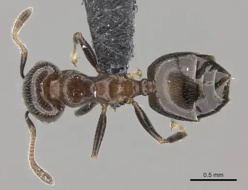 Crematogaster masokely specimen CASENT0068954 image casent0068954_1