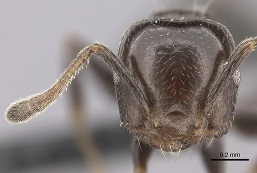 Crematogaster masokely specimen CASENT0068954 image casent0068954_2