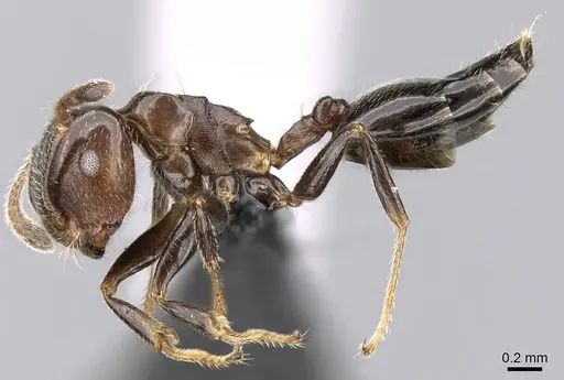 Crematogaster masokely specimen CASENT0068954 image casent0068954_3