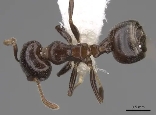 Crematogaster masokely specimen CASENT0922645 image casent0922645_1