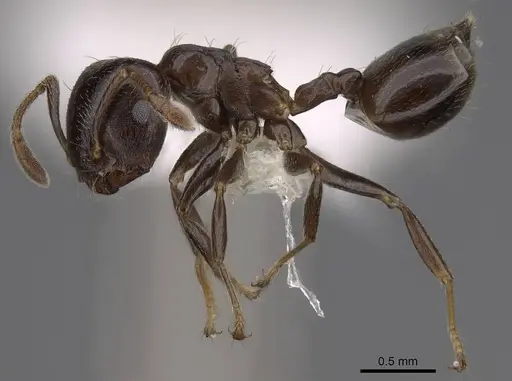 Crematogaster masokely specimen CASENT0922645 image casent0922645_3