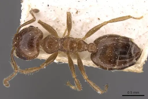 Crematogaster matsumurai specimen CASENT0908482 image casent0908482_1