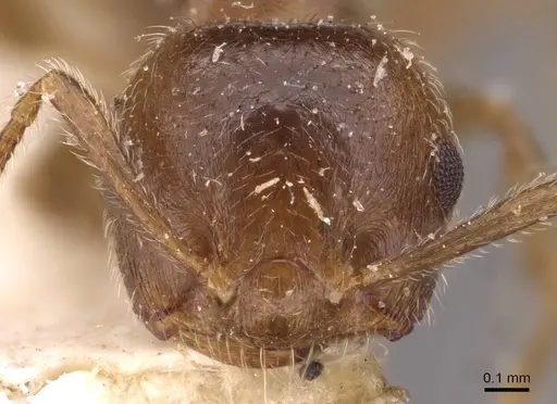 Crematogaster matsumurai specimen CASENT0908482 image casent0908482_2