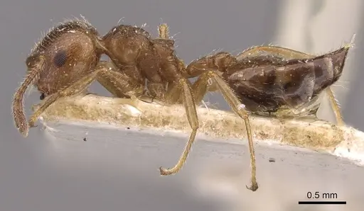 Crematogaster matsumurai specimen CASENT0908482 image casent0908482_3