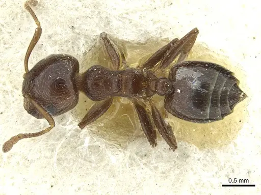 Crematogaster matsumurai specimen CASENT0912699 image casent0912699_1