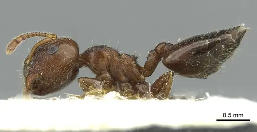 Crematogaster matsumurai specimen CASENT0912699 image casent0912699_3