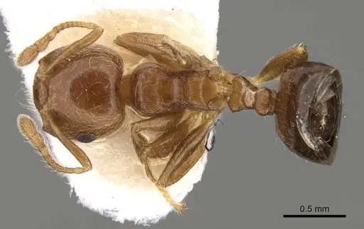 Crematogaster matsumurai specimen CASENT0914082 image casent0914082_1