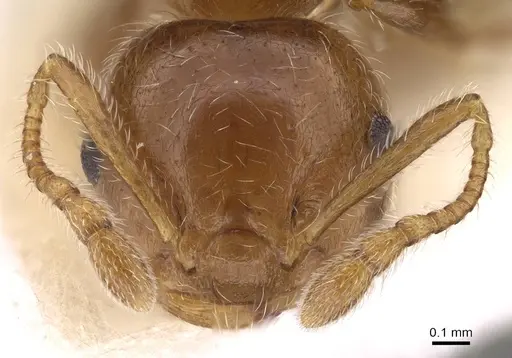 Crematogaster matsumurai specimen CASENT0914082 image casent0914082_2