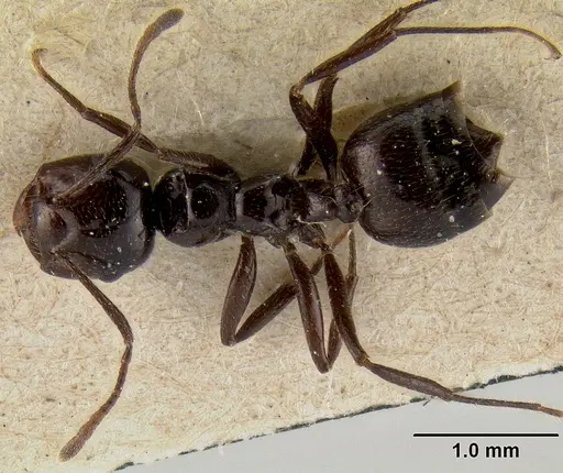 Crematogaster meijerei specimen CASENT0171218 image casent0171218_1