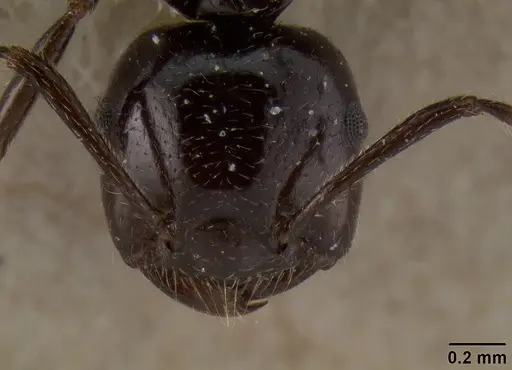 Crematogaster meijerei specimen CASENT0171218 image casent0171218_2