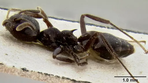 Crematogaster meijerei specimen CASENT0171218 image casent0171218_3