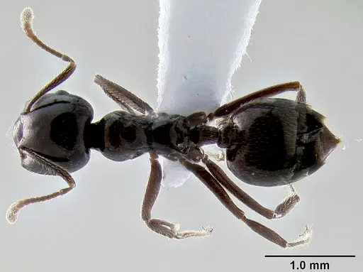 Crematogaster meijerei specimen CASENT0193685 image casent0193685_1