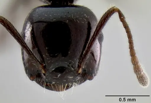 Crematogaster meijerei specimen CASENT0193685 image casent0193685_2