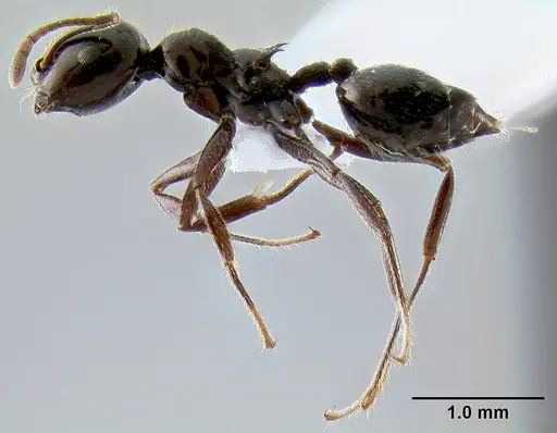 Crematogaster meijerei specimen CASENT0193685 image casent0193685_3