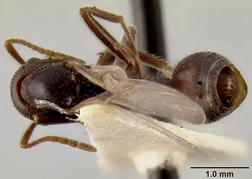 Crematogaster meijerei specimen CASENT0193793 image casent0193793_1