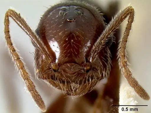 Crematogaster meijerei specimen CASENT0193793 image casent0193793_2