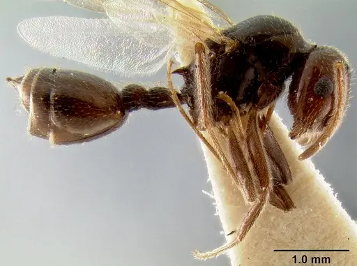 Crematogaster meijerei specimen CASENT0193793 image casent0193793_3