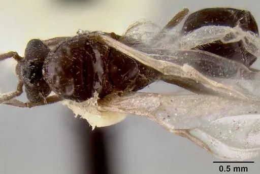 Crematogaster meijerei specimen CASENT0193794 image casent0193794_1