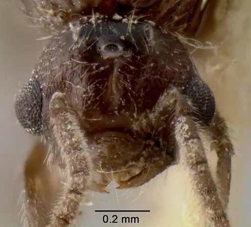 Crematogaster meijerei specimen CASENT0193794 image casent0193794_2