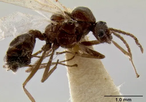 Crematogaster meijerei specimen CASENT0193794 image casent0193794_3