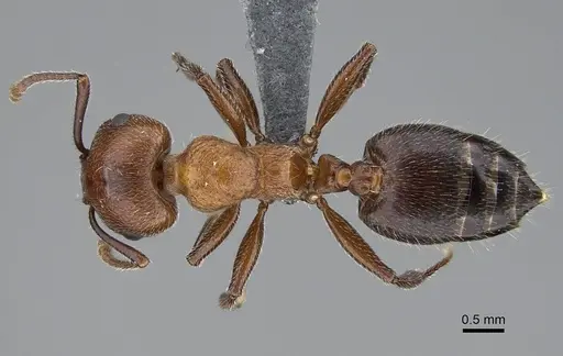 Crematogaster melanogaster specimen CASENT0785990 image casent0785990_1