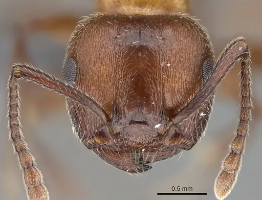 Crematogaster melanogaster specimen CASENT0785990 image casent0785990_2