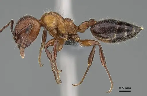 Crematogaster melanogaster specimen CASENT0785990 image casent0785990_3