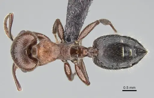 Crematogaster melanogaster specimen CASENT0822229 image casent0822229_1