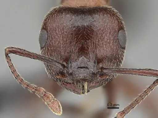 Crematogaster melanogaster specimen CASENT0822229 image casent0822229_2
