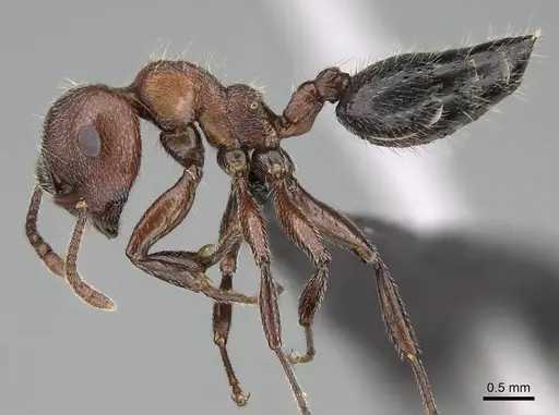Crematogaster melanogaster specimen CASENT0822229 image casent0822229_3