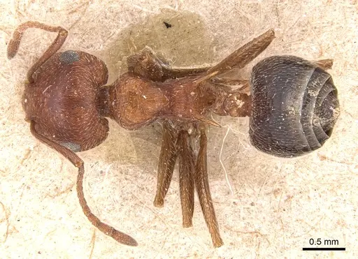Crematogaster melanogaster specimen CASENT0904511 image casent0904511_1