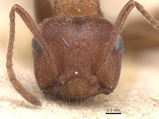 Crematogaster melanogaster specimen CASENT0904511 image casent0904511_2