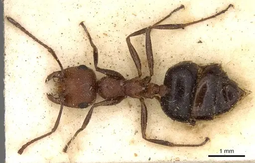 Crematogaster melanogaster specimen CASENT0914288 image casent0914288_1