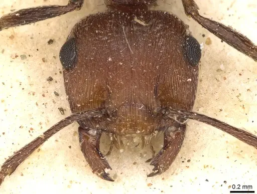 Crematogaster melanogaster specimen CASENT0914288 image casent0914288_2