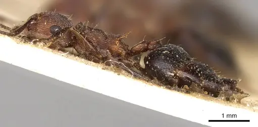Crematogaster melanogaster specimen CASENT0914288 image casent0914288_3