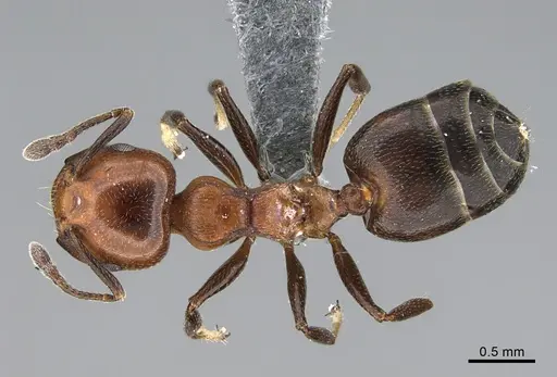 Crematogaster menilekii specimen CASENT0824847 image casent0824847_1