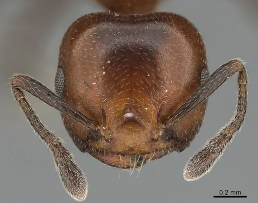 Crematogaster menilekii specimen CASENT0824847 image casent0824847_2