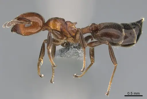 Crematogaster menilekii specimen CASENT0824847 image casent0824847_3