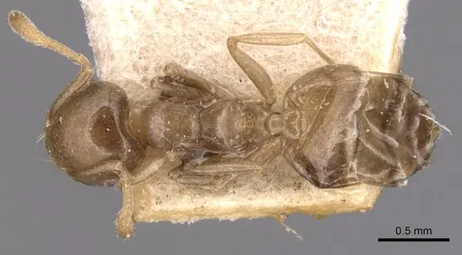 Crematogaster menilekii specimen CASENT0904513 image casent0904513_1