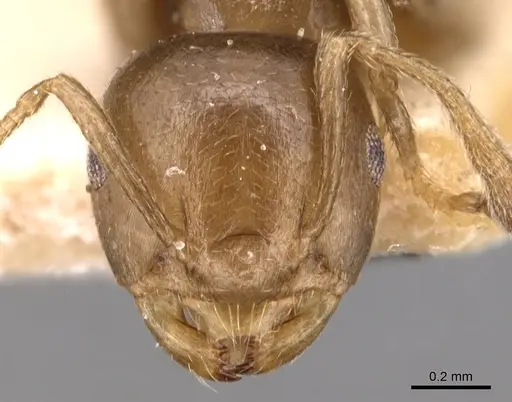 Crematogaster menilekii specimen CASENT0904513 image casent0904513_2