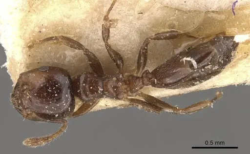 Crematogaster menilekii specimen CASENT0908533 image casent0908533_1