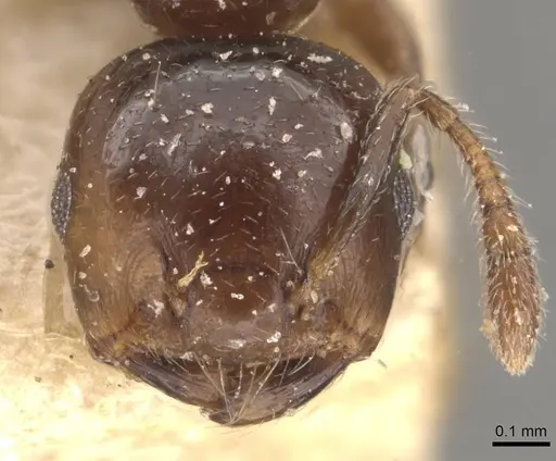 Crematogaster menilekii specimen CASENT0908533 image casent0908533_2