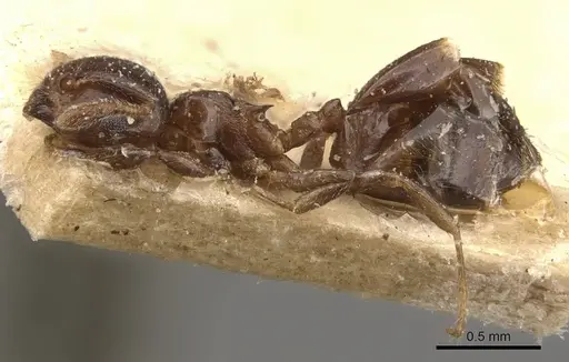 Crematogaster menilekii specimen CASENT0908533 image casent0908533_3